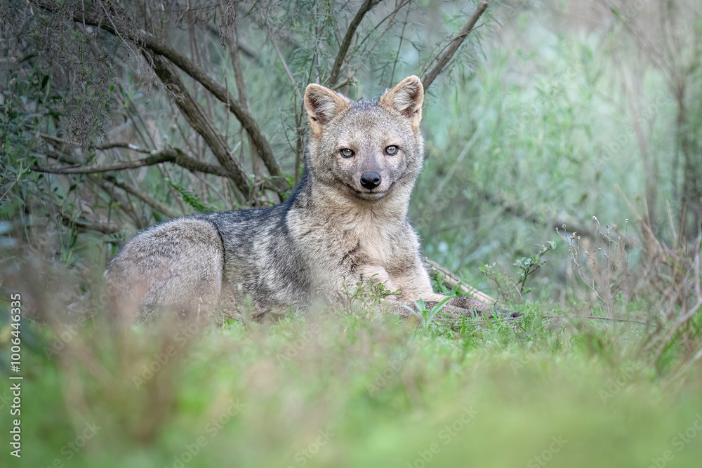 Fototapeta premium zorro cangrejero