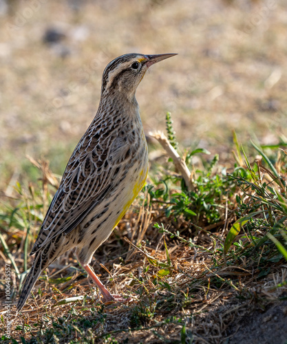 Western Meadowlark in a field