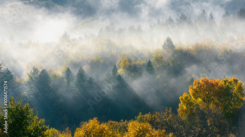 fog in the forest