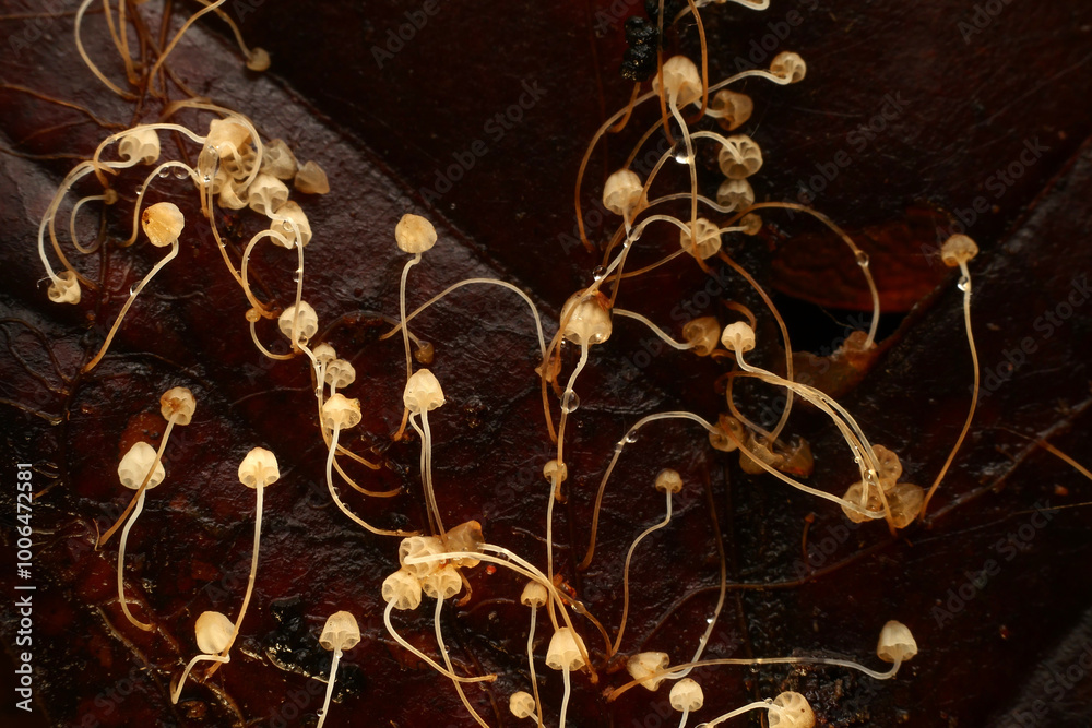 Close up Mushrooms or Fungus in Tropical Rainforest for Nature Background.