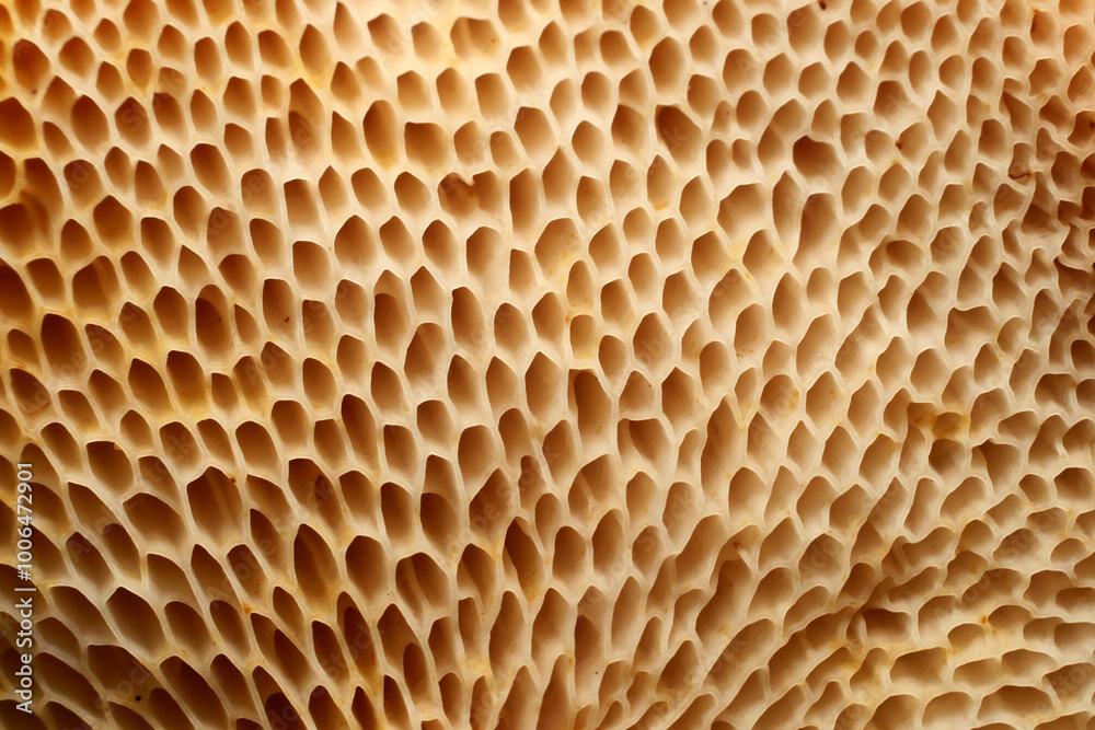 Close up Mushrooms or Fungus in Tropical Rainforest for Nature Background.