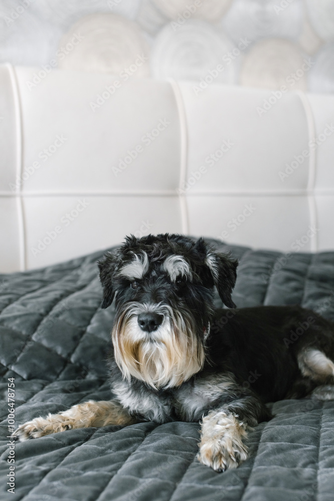 Small Black and Gray Dog Relaxing on a Cozy Bed Small Black and Gray Dog Relaxing on a Cozy Bed