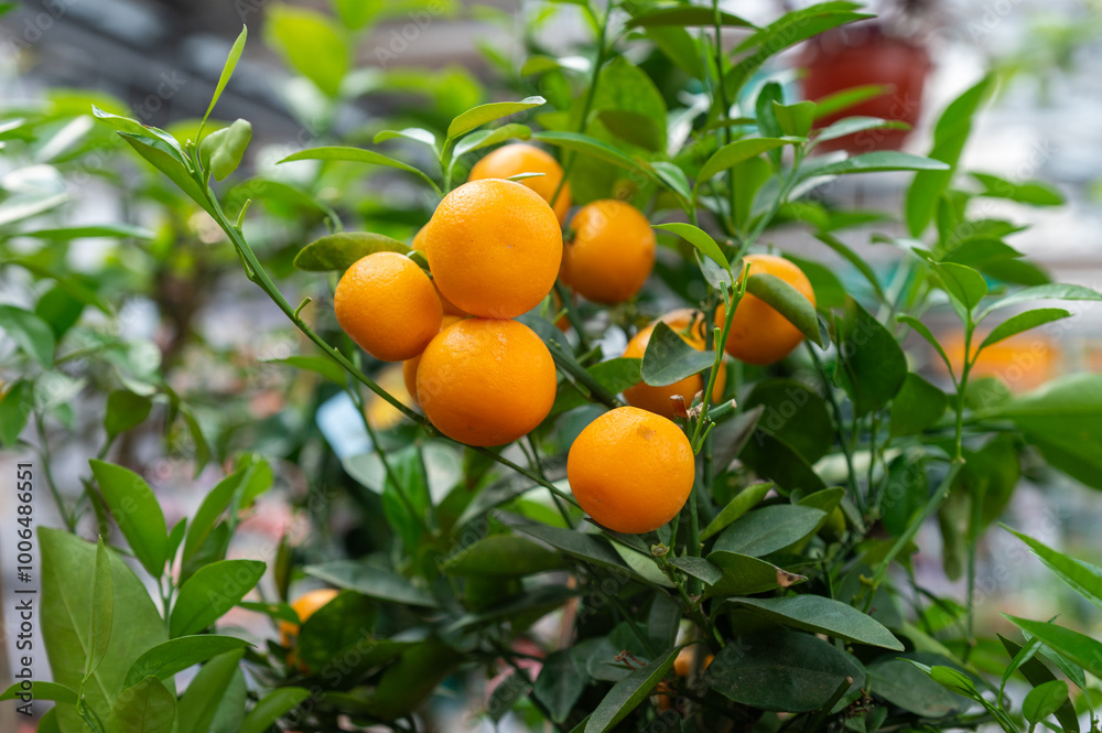 Branch with ripe oranges growing on green leaves in a garden. Branch with ripe oranges growing on green leaves in a garden.