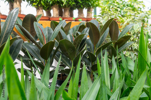Foliage of green rubber plants in a plant nursery.