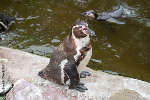 Humboldt penguin standing on a rock near water in a zoo. Wildlife animal photography photo