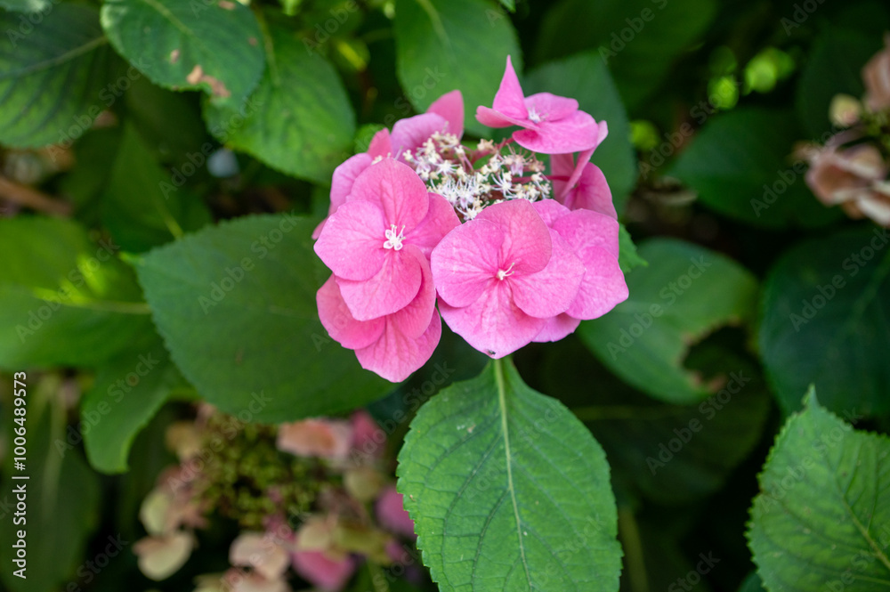 Pink hydrangea flower blooming with green leaves in garden. Pink hydrangea flower blooming with green leaves in garden.