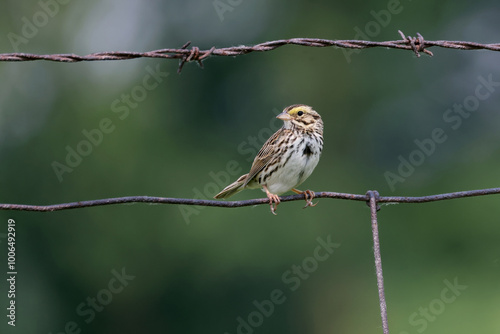 Savannah sparrow Passerculus sandwichensis perched on a barbed wire fence photo