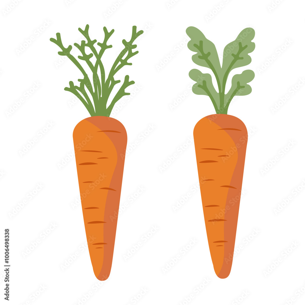 Vector illustration Carrots, two variants Useful vegetable, orange, fresh with green bunch Icon for infographics, banners, posters, web design. Isolated on white background. Vector illustration Carrots, two variants Useful vegetable, orange, fresh with green bunch Icon for infographics, banners, posters, web design. Isolated on white background.