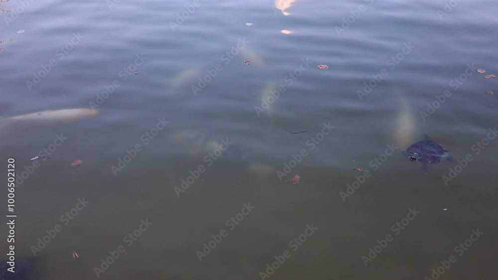 the carp's pond the carp's pond