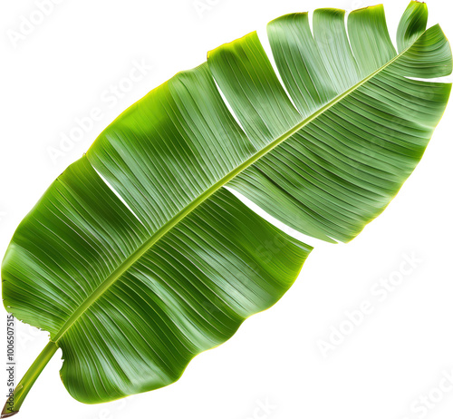 Large green banana leaf