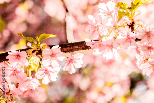 春の訪れを感じる河津桜