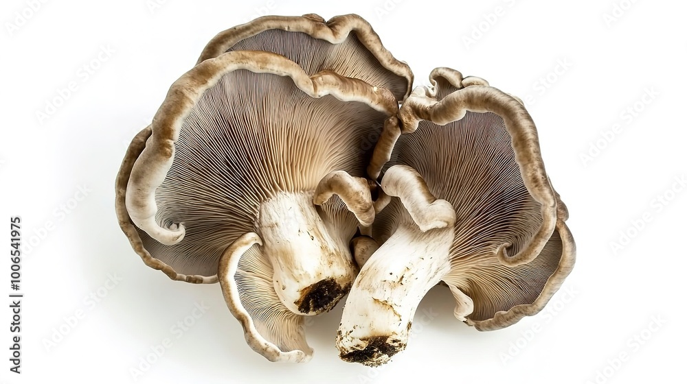 Fototapeta premium organic turkey tail mushroom in white background