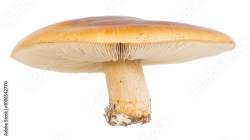 mushroom isolated on white background 