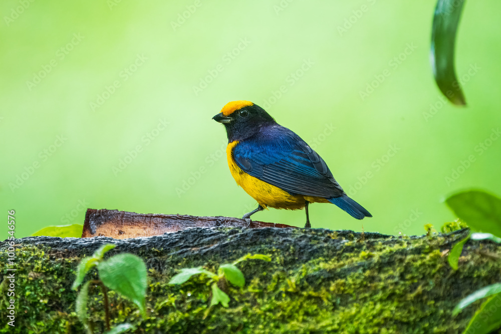 Obraz premium Orange-bellied Euphonia - Euphonia xanthogaster black and yellow bird in finch family Fringillidae, found in South America, subtropical or tropical moist lowland forest and moist montane forest. 