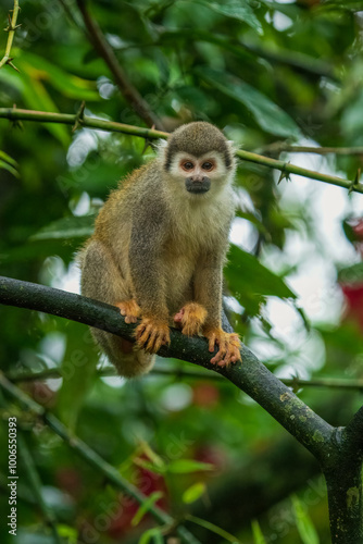The Central American squirrel monkey (Saimiri oerstedii), also known as the red-backed squirrel monkey, is a squirrel monkey species from the Pacific coast of Costa Rica and Panama