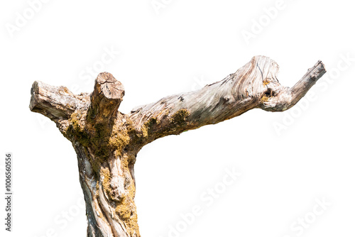 tree trunk isolated on white