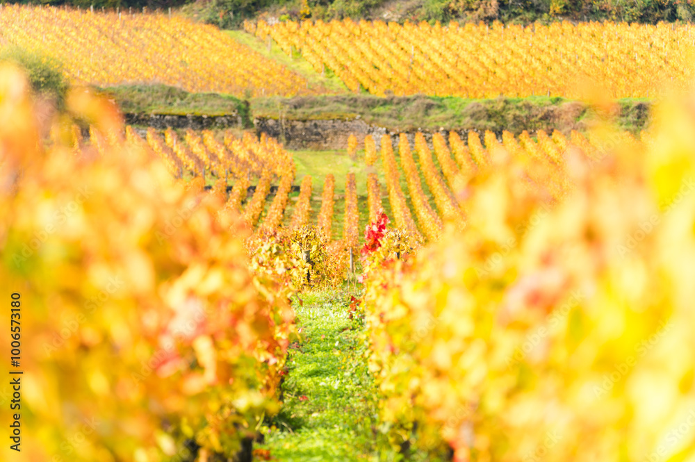 Burgundy, vineyards and landscape in autumn.