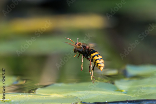 Low angle photo of a large european hornet flying away after drinking water