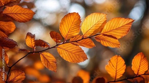 Vibrant Autumn Leaves in Natural Light