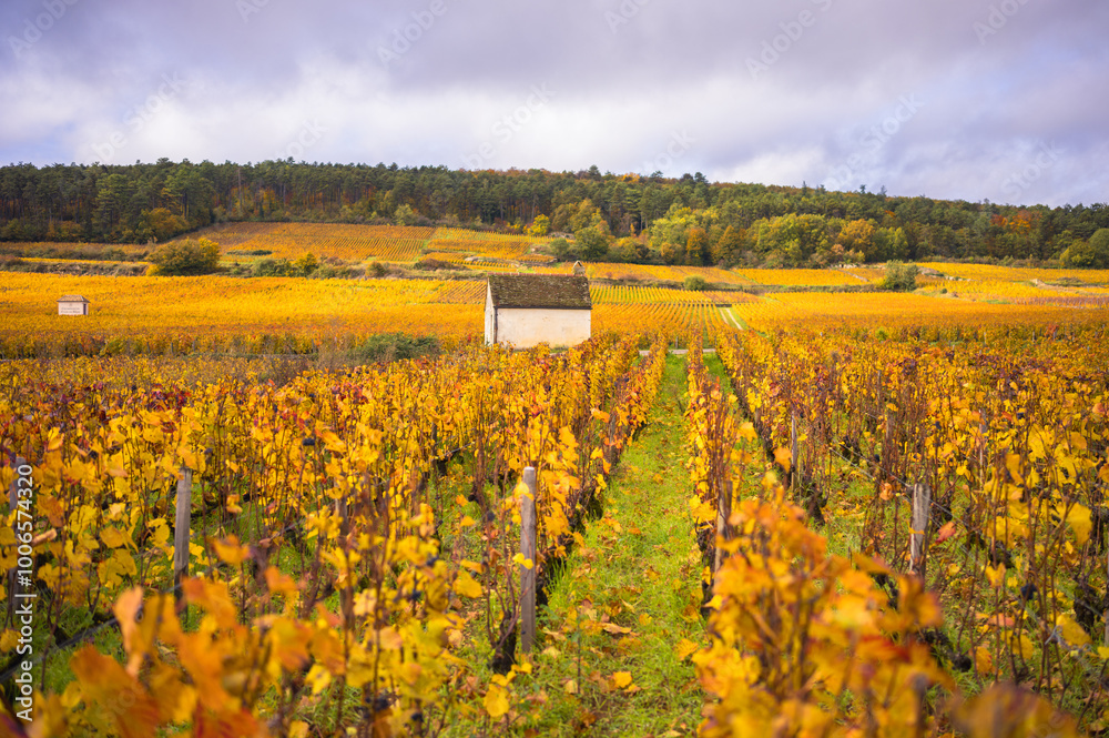 Burgundy, vineyards and landscape in autumn.