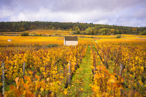 Obraz na płótnie Burgundy, vineyards and landscape in autumn. w salonie