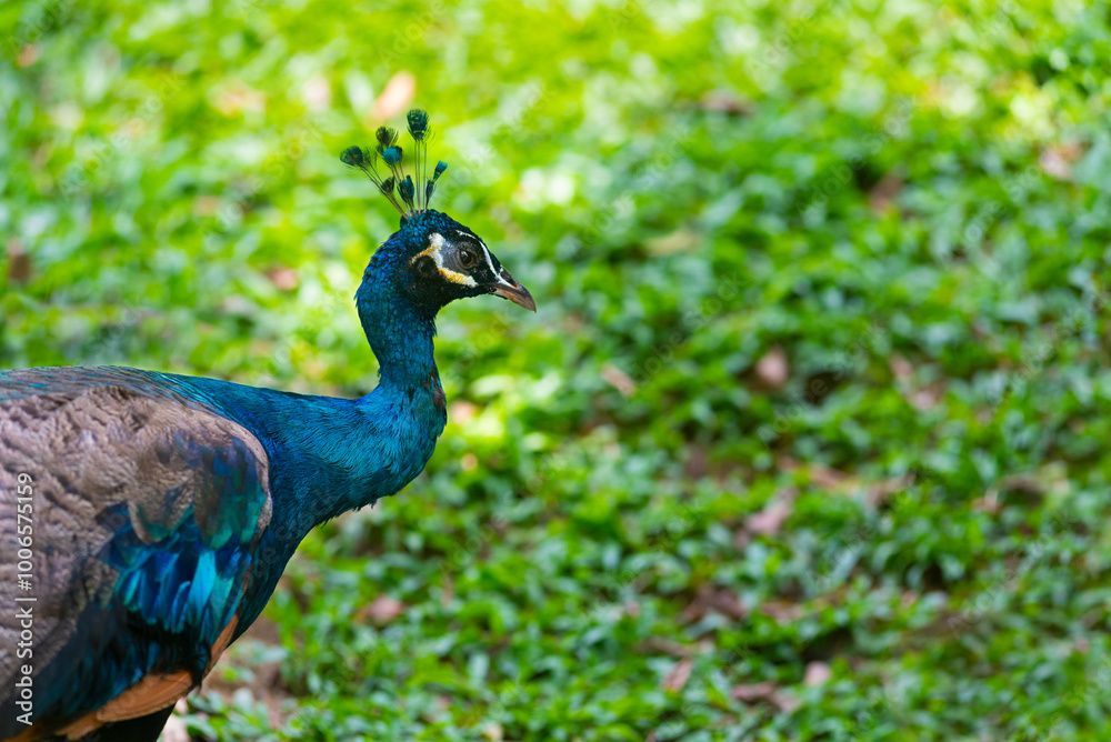 Fototapeta premium peacock