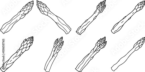 set of asparagus outline coloring book page line art vector illustration