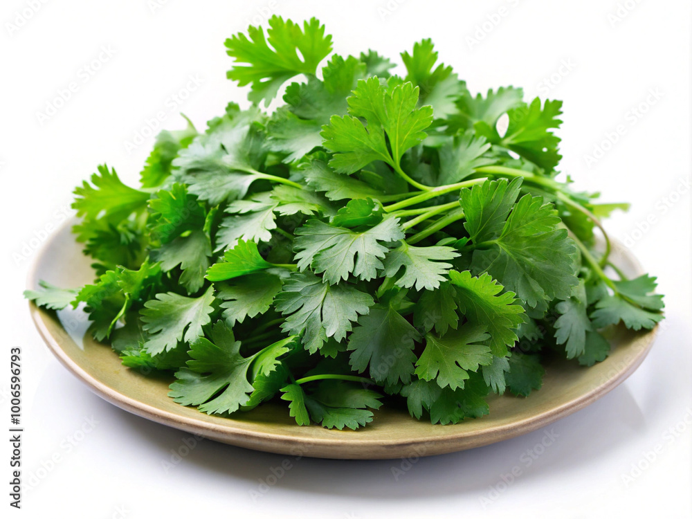 Fresh coriander leaf, vibrant green, aromatic herb with delicate, feathery leaves Fresh coriander leaf, vibrant green, aromatic herb with delicate, feathery leaves