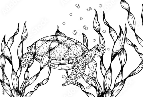 Vector sea turtle and algae. Hand painted line seaweed, laminaria sketch. Graphic tropical clip art isolated on background. Underwater illustration. For designers, invitations, decoration, postca