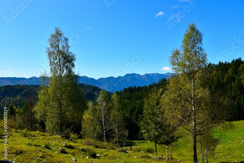 Ilovec pasture at Pokljuka with birch (Betula pendula) trees and a view of the Julian alps in Gorenjska, Slovenia