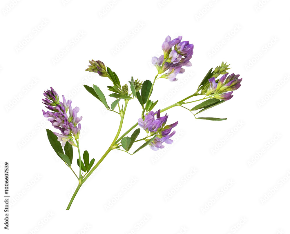 Purple flowers and green leaves of lucerne (Medicago) isolated on white or transparent background Purple flowers and green leaves of lucerne (Medicago) isolated on white or transparent background