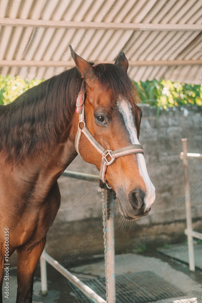 Portrait of a brown horse standing tied in a stall on a ranch, preparing for a ride. Country farm where horses and other large livestock are bred. Horseback riding training. Portrait of a brown horse standing tied in a stall on a ranch, preparing for a ride. Country farm where horses and other large livestock are bred. Horseback riding training.