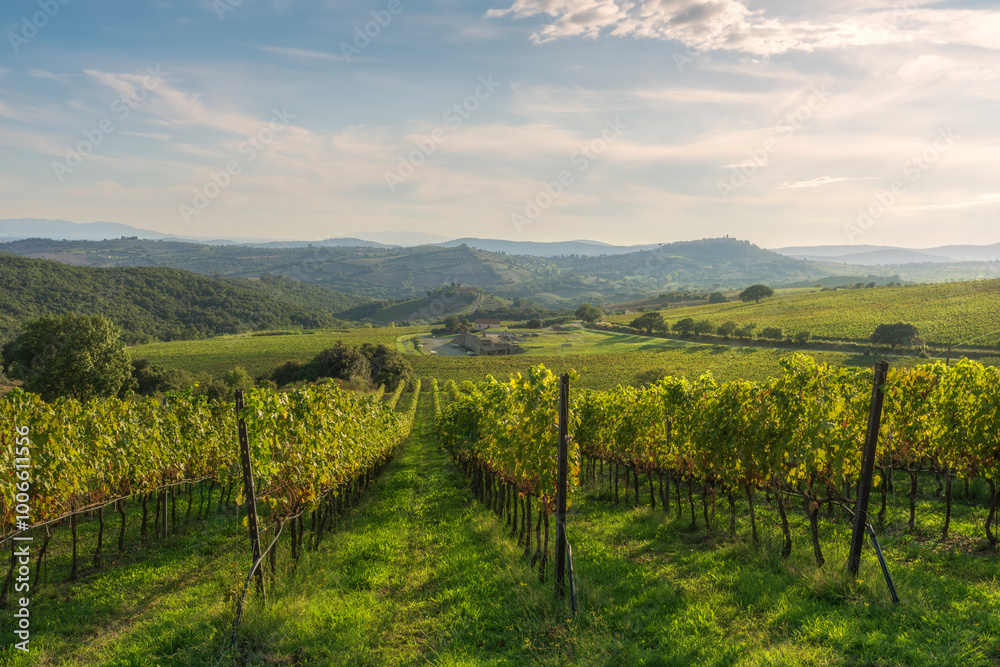 Naklejka premium Landscape of the Morellino di Scansano wine vineyards. Tuscany region, Italy