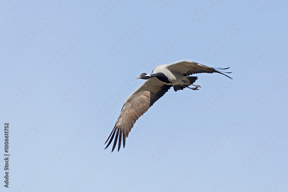 Obraz premium Adult demoiselle crane (Grus virgo) in flight.