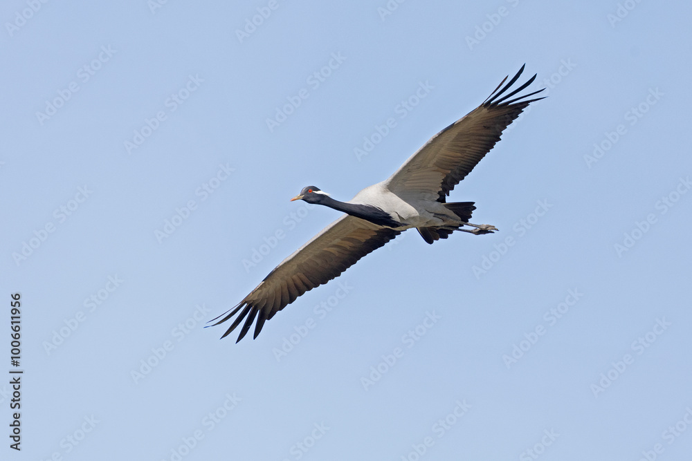 Adult demoiselle crane (Grus virgo) in flight. Adult demoiselle crane (Grus virgo) in flight.