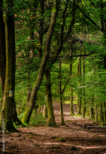 Nagymaros, Picturesque area in the Danube Bend, Hungary