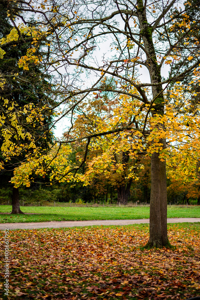 Bois de Vincennes in Autumn, Paris Bois de Vincennes in Autumn, Paris