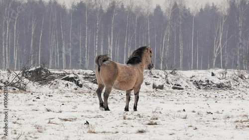 Horse Defecating in Open Field During Winter with Cloudy Weather