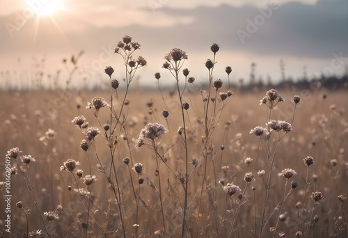 Dried brown wildflowers or weeds in a field against a hazy, pastel-colored sky