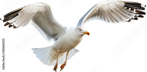 Seagull in flight with wings spread