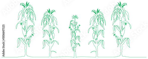 corn plant line art style illustration
