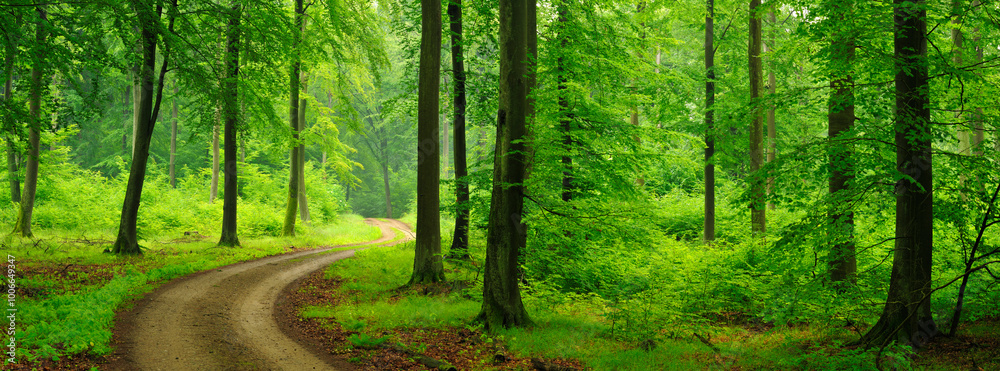 Panorama of Winding Footpath through green forest of old beech trees in spring