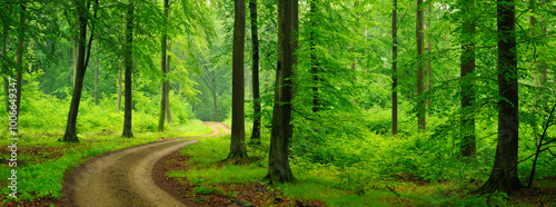 Obraz na płótnie Panorama of Winding Footpath through green forest of old beech trees in spring w salonie