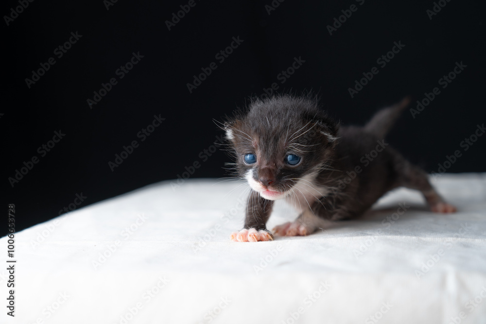 Adorable Newborn Kitten's First Glimpse of the World Adorable Newborn Kitten's First Glimpse of the World