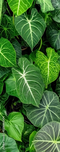 A beautifully centered Fannie Munson Caladium elephant ear plant in a detailed photo