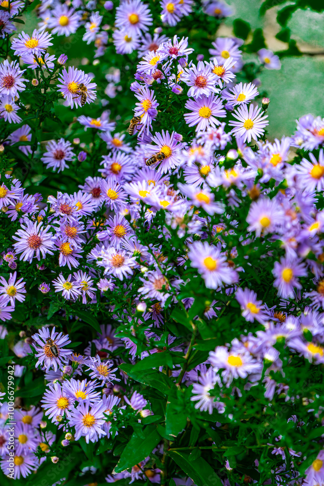 This vibrant photograph captures a close-up view of a flourishing garden filled with beautiful purple asters in full bloom. The delicate petals create a natural, refreshing aesthetic This vibrant photograph captures a close-up view of a flourishing garden filled with beautiful purple asters in full bloom. The delicate petals create a natural, refreshing aesthetic