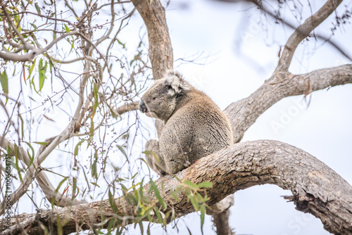 Resting Koala Relaxing on a Tree Branch in the Wild, Raymond Island, Australia