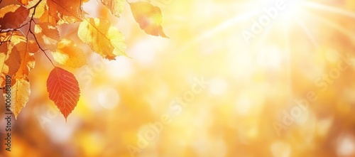 In a park there are trees with colorful leaves, maple foliage in sunny autumn, and sunlight in the forest early in the morning.