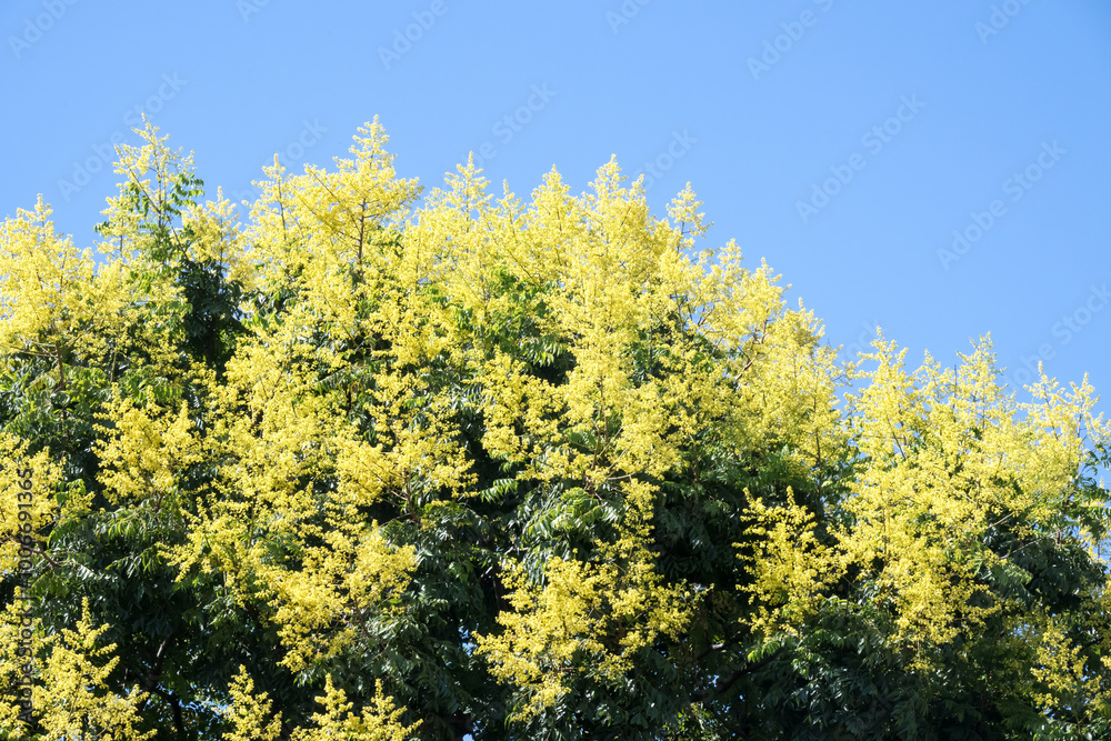 Beautiful flamegold rain tree flowers. Beautiful flamegold rain tree flowers.