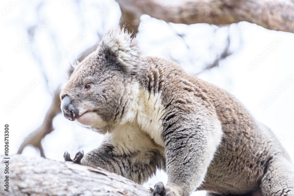 Obraz premium A Curious Koala Perched on a Tree Branch